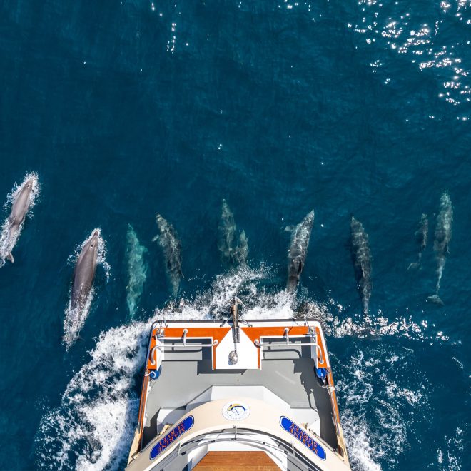 marine-photography-aerial-cornwall-wildlife-cruise-dolphins
